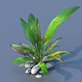 Fresh Green Leaf Plant With Decorative Stones And Natural Foliage Design