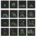 Various Decorative Garden Herbs And Flowers With Green Foliage And White Blooms