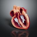 Heart Heart Model Human Heart Heart Anatomy 3d model