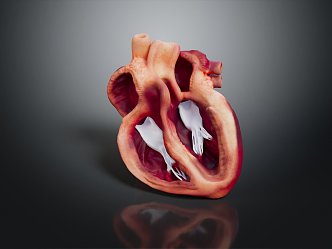 Heart Model Human Heart Anatomy 3d model