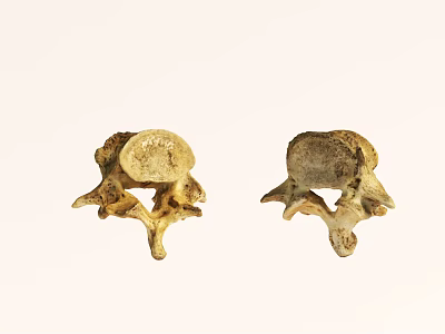 Anatomical Structure Of Abdominal Organs With Two Lumbar Vertebrae View 3d model