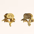 Anatomical Structure Of Abdominal Organs With Two Lumbar Vertebrae View