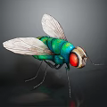 Close Up View Of Colorful Fly With Green Body Red Eyes And Transparent Wings