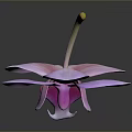 Bonsai Potted Plant With Purple Orchid Pink Gradient Petals Yellow Stem Black Background And Reflection