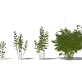 Various Bamboo Plants In Different Heights With Lush Green Leaves And Natural Forms