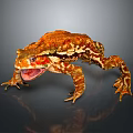 Close up Vibrant Orange Brown Patterned Reptile with Open Mouth and Claws on Dark Background