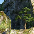 Natural Garden Landscape With Rocky Terrain Pine Trees And Mossy Surfaces