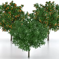 Three Arbor Trees With Lush Green Leaves And Abundant Orange Fruits