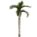 Tall Tropical Palm Tree With Green Fronds And Textured Trunk