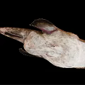 Anglerfish With Large Mouth Sharp Teeth And Spotted Body On Black Background