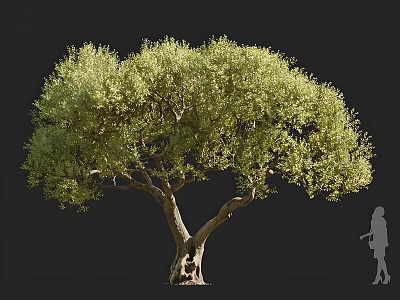 Lush Olive Tree With Thick Trunk Green Leaves And Human Figure For Scale 3d model