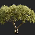 Lush Olive Tree With Thick Trunk Green Leaves And Human Figure For Scale