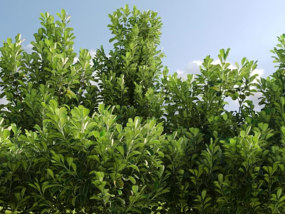 Lush Green Shrubs With Dense Foliage Thriving Under Bright Blue Sky 3d model