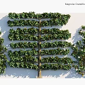 Southern Magnolia Evergreen Shrubs With Glossy Leaves And Dense Foliage For Landscaping