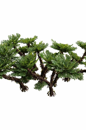 Tamarix chinensis 3d model