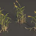 Grass Plants With Green Leaves And Yellow Spikes On Gray Background