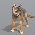 Realistic 3D Model Of Gray And Brown Wolf Standing In Neutral Gray Background