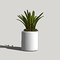 Indoor Potted Plant With Green Long Leaves In White Cylindrical Pot