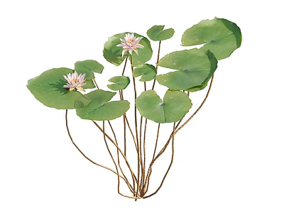 Aquatic Plants Water Lily Featuring Large Round Leaves And Pink Flowers 3d model