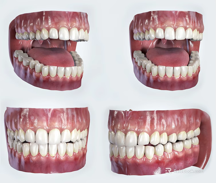 Detailed Human Teeth Model Displaying Gums Tongue And Oral Structure From Various Angles 3d model 