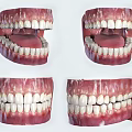 Detailed Human Teeth Model Displaying Gums Tongue And Oral Structure From Various Angles
