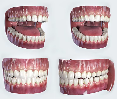 Detailed Human Teeth Model Displaying Gums Tongue And Oral Structure From Various Angles 3d model