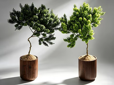 Two Bonsai Potted Plants in Wooden Pots with Sandy Soil and Green Foliage 3d model