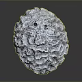 Gray Brain Coral An Aquatic Animal In Marine Environment With Detailed Texture