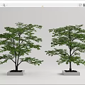 Two Outdoor Decorative Arbor Trees With Lush Green Foliage In Square Concrete Planters