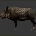 Wild Boar With Rough Brown Gray Fur And Red Snout In Standing Posture