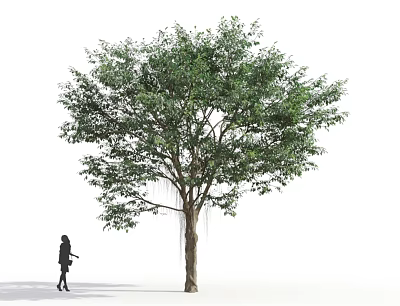 Tall Arbor with Lush Green Foliage and Hanging Roots Near Walking Person 3d model