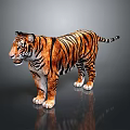 Realistic 3D Rendered Striped Tiger Standing On Gray Background With Reflection 3d model