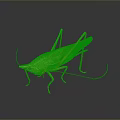 Green Grasshopper In Natural Pose With Detailed Body Long Antennae And Shiny Surface