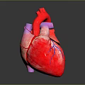 Medical Device Anatomical Heart Model With Detailed Vascular Structure For Education