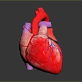 Heart Heart Model Human Heart Heart Anatomical Organ Human Organ Model Human Organ Human Body 3d model