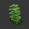 Succulent Plant With Stacked Green Leaves Red Edges In Black Pot Against Dark Background