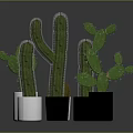 Green Cactus Plants In White And Black Pots With Various Types And Sizes