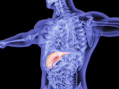 Medical Imaging Device With Human Skeleton Internal Organs And Highlighted Liver 3d model Medical Imaging Device With Human Skeleton Internal Organs And Highlighted Liver 3d model