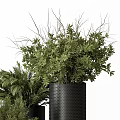 Bonsai Potted Plants With Lush Green Foliage In Black Decorative Planters And Stands