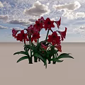 Blooming Red and Pink Amaryllis Flowers with Green Leaves Growing Together