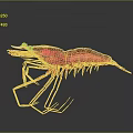 Red Shrimp Aquatic Animal With Detailed Body Structure And Transparent Legs