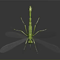 Detailed View Of Green Dragonfly With Transparent Wings On Dark Background