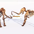 Advanced Medical Skeleton Model For Orthopedic Education And Research