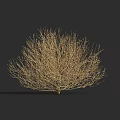 Dried Branches Decorative Plant Display On Gray Background With Height Scale Ruler 3d model