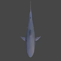 Realistic Great White Shark 3D Model With Lifelike Swimming Pose