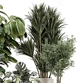 Indoor Decorative Potted Plants With Various Green Foliage And Different Pots
