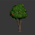 Orange Fruits Growing on Tree with Green Leaves and Brown Trunk