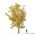 Tall Deciduous Tree With Yellow Leaves And A Person Standing Beside It