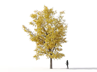 Tall Deciduous Tree With Yellow Leaves And A Person Standing Beside It 3d model