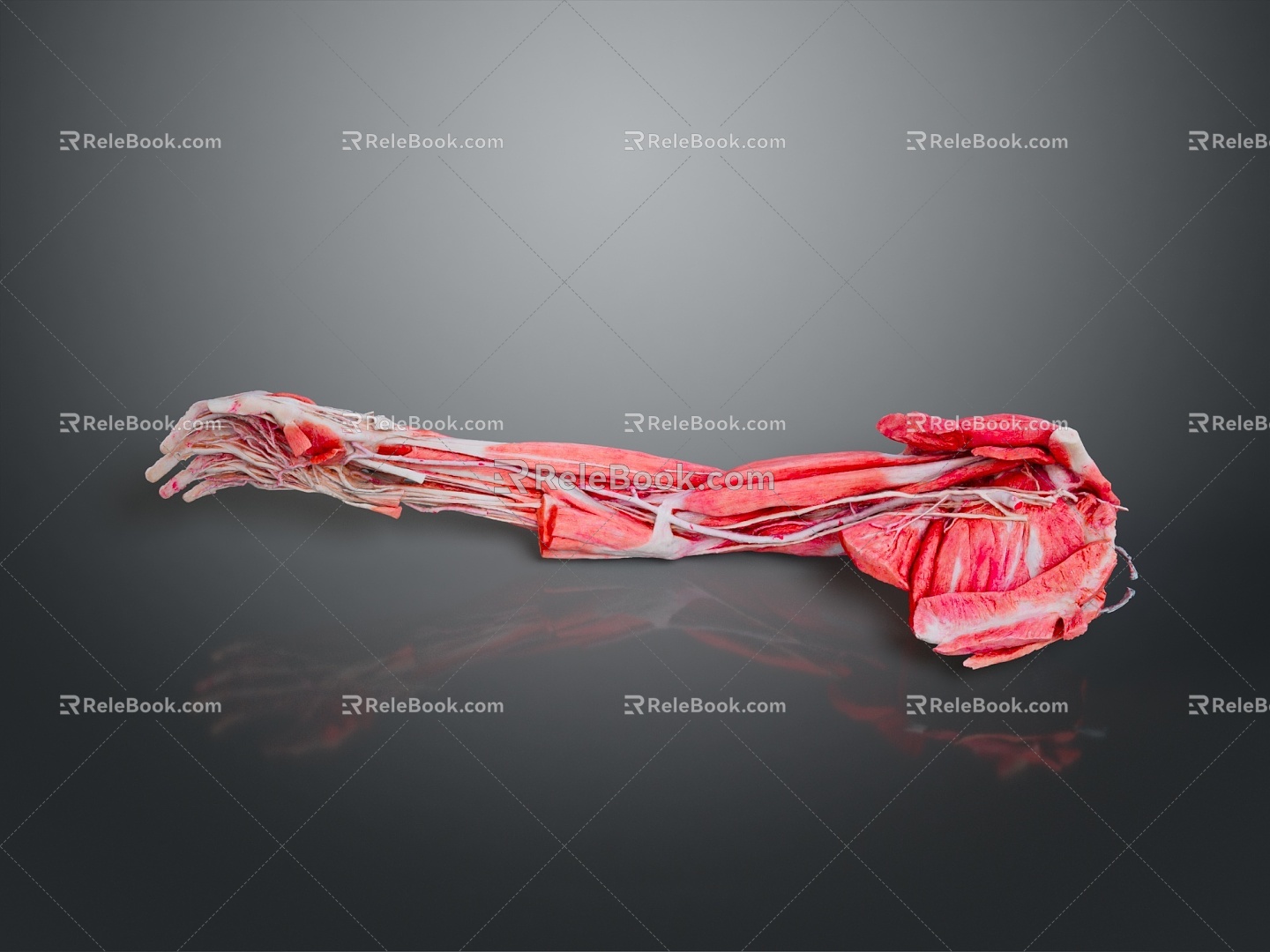 Muscle Human Muscle Human Muscle Human Muscle Tissue Human Organ 3d model